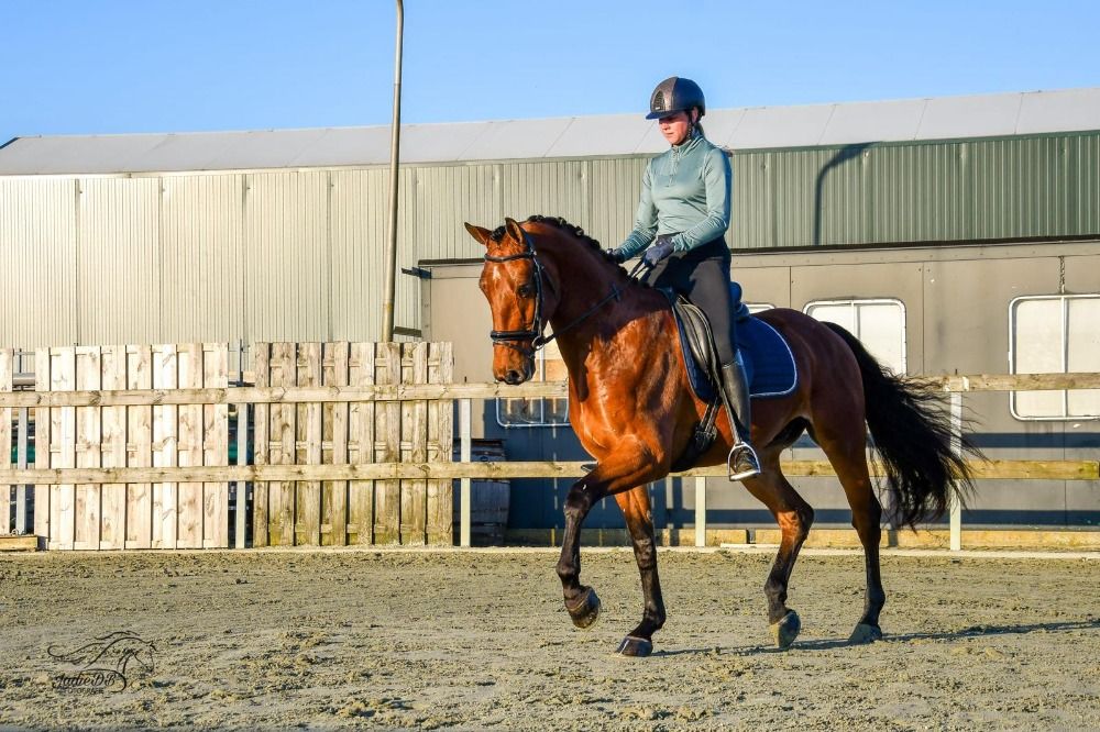 KWPN dressuurpaard Ruin 4 years old Bruin for sale - Photo 4