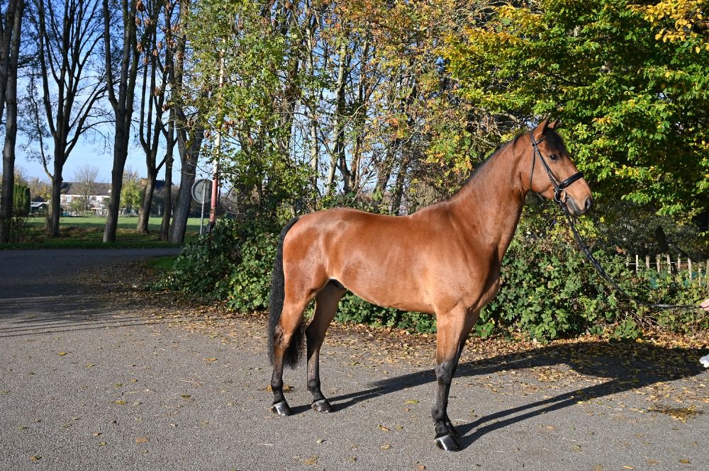 KWPN dressuurpaard Ruin 4 years old Bruin for sale - Photo 3