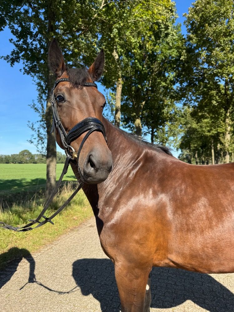 KWPN dressuurpaard Merrie 5 jaar Bruin te koop - Foto 4