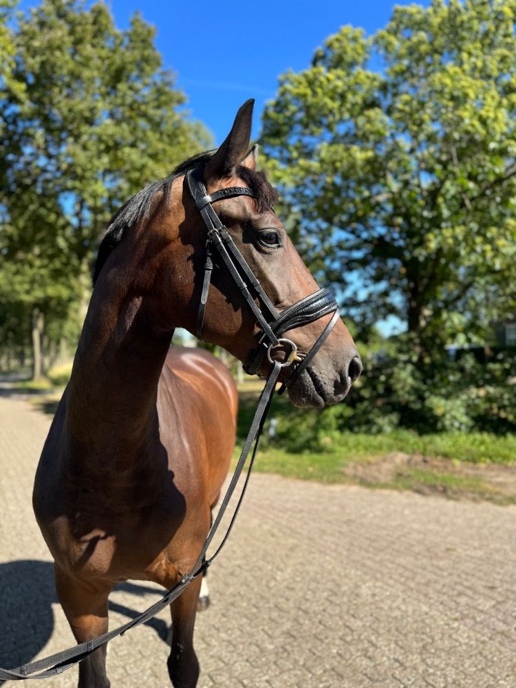 KWPN dressuurpaard Merrie 5 jaar Bruin te koop - Hoofdfoto