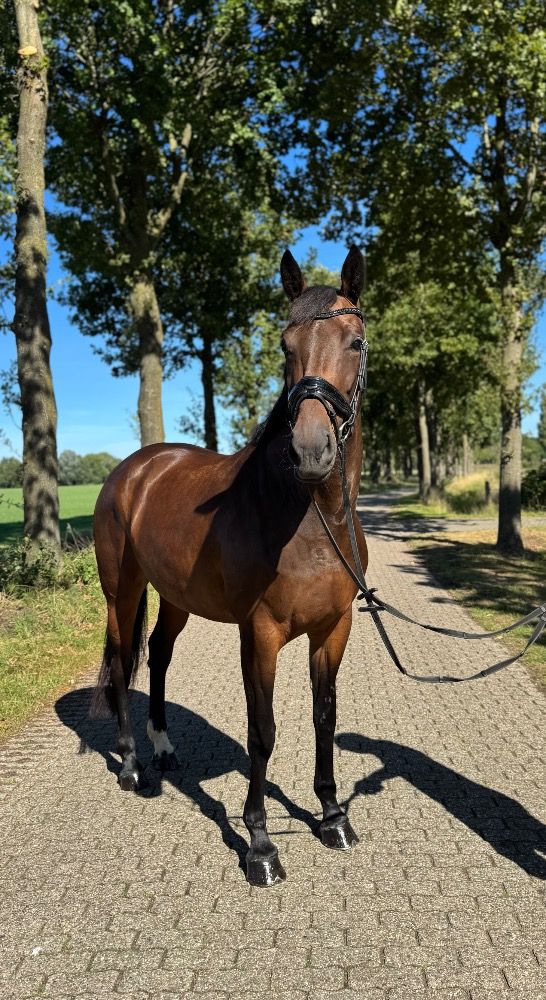 KWPN dressuurpaard Merrie 5 jaar Bruin te koop - Foto 2