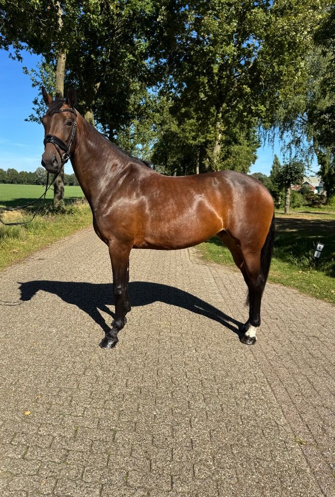 KWPN dressuurpaard Merrie 5 jaar Bruin te koop - Foto 5