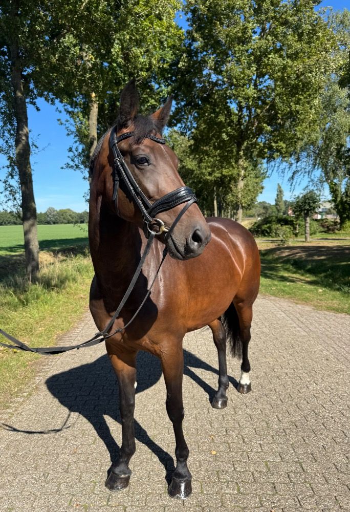 KWPN dressuurpaard Merrie 5 jaar Bruin te koop - Foto 3