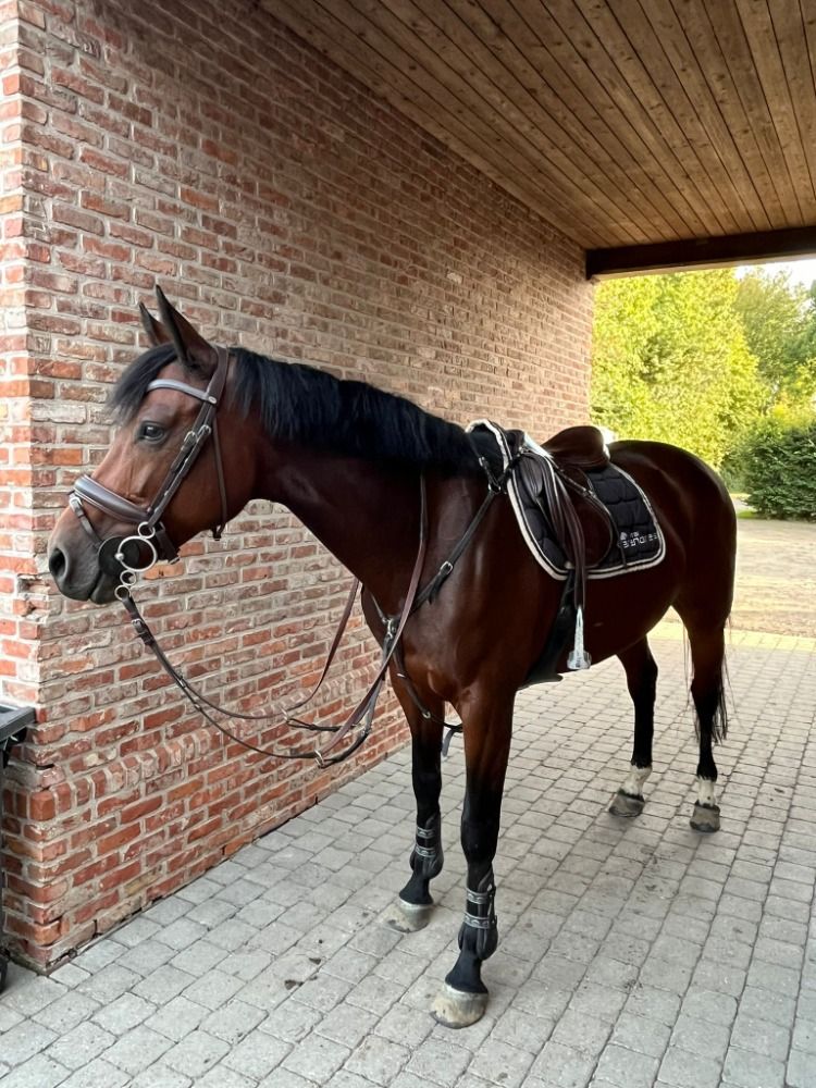 Ander stamboek springpaard Merrie 10 jaar Bruin te koop - Foto 5