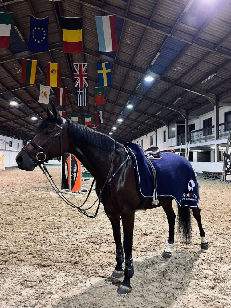 Ander stamboek springpaard Merrie 10 jaar Bruin te koop - Foto 4