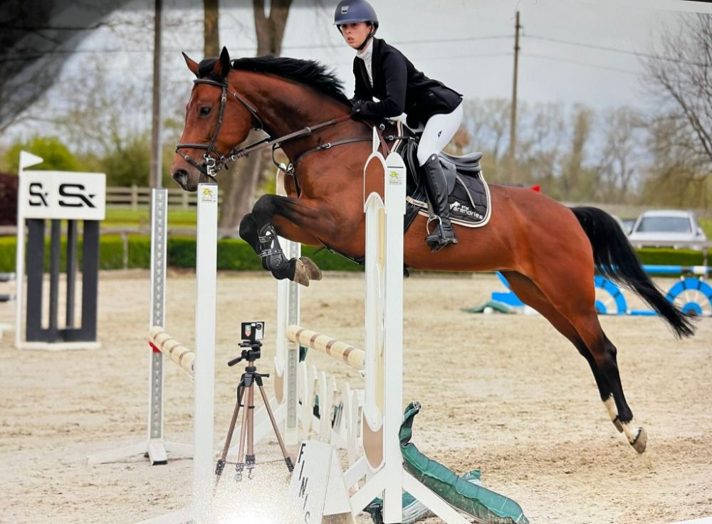Ander stamboek springpaard Merrie 10 jaar Bruin te koop - Foto 2