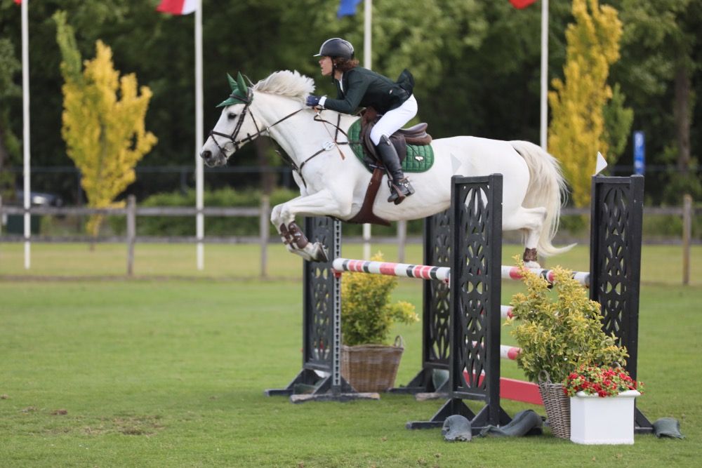 BWP springpaard Merrie 19 jaar Schimmel te koop - Foto 4