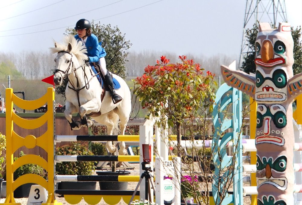 BWP springpaard Merrie 19 jaar Schimmel te koop - Foto 5