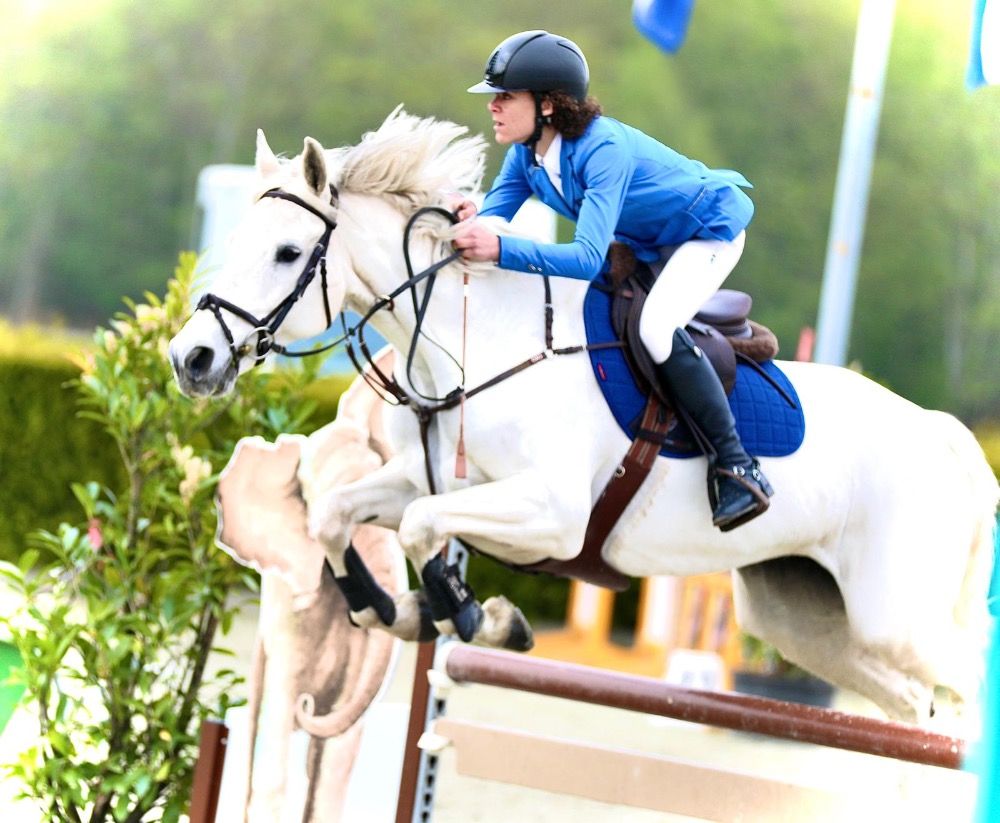 BWP springpaard Merrie 19 jaar Schimmel te koop - Hoofdfoto