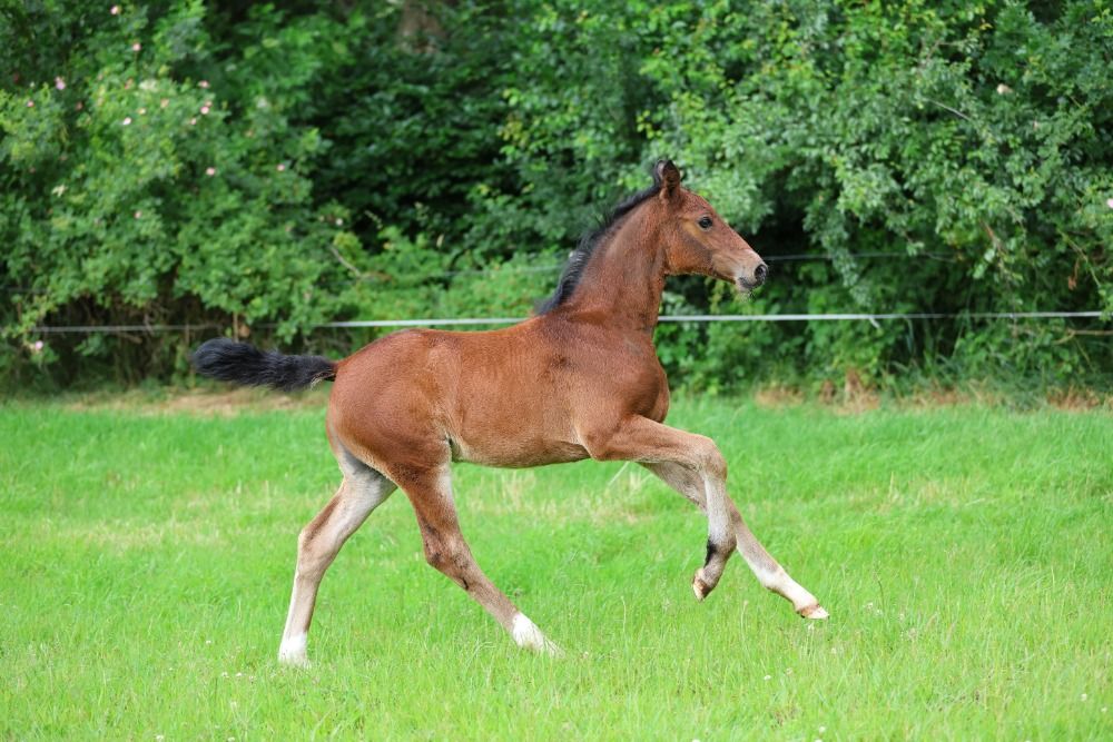 KWPN dressuurpaard 1 jaar Bruin te koop - Foto 3