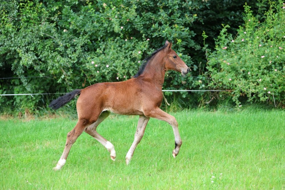 KWPN dressuurpaard 1 jaar Bruin te koop - Foto 4