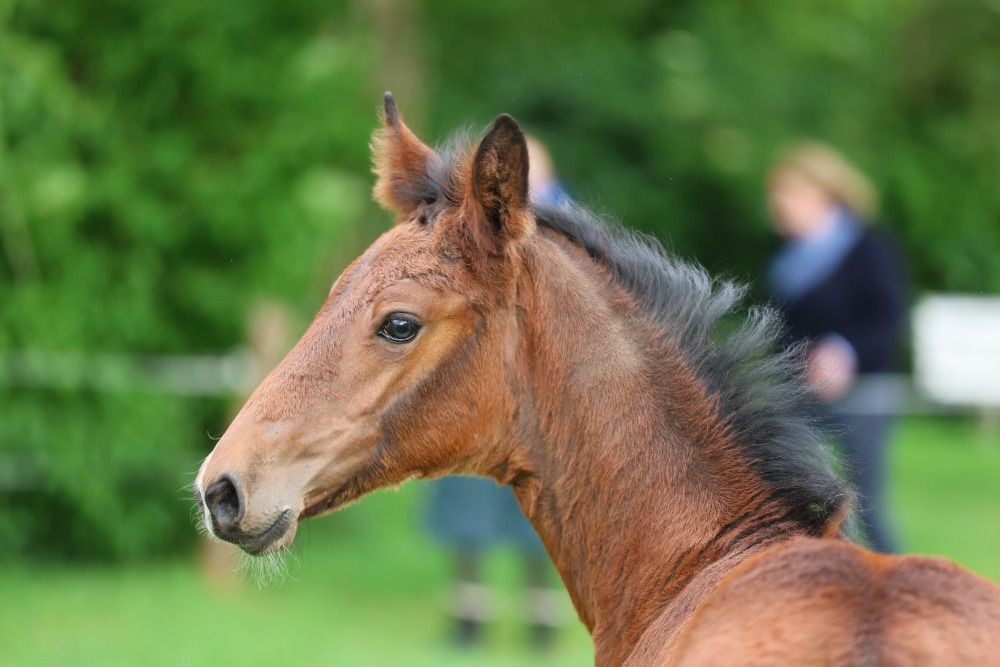KWPN dressuurpaard 1 jaar Bruin te koop - Foto 2