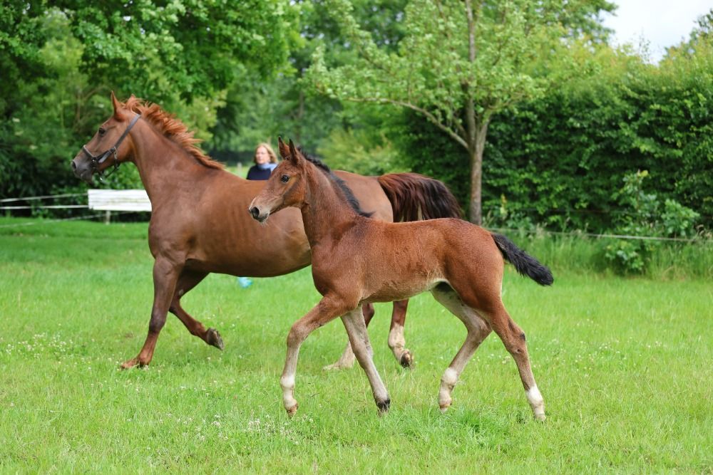 KWPN dressuurpaard 1 jaar Bruin te koop - Foto 5