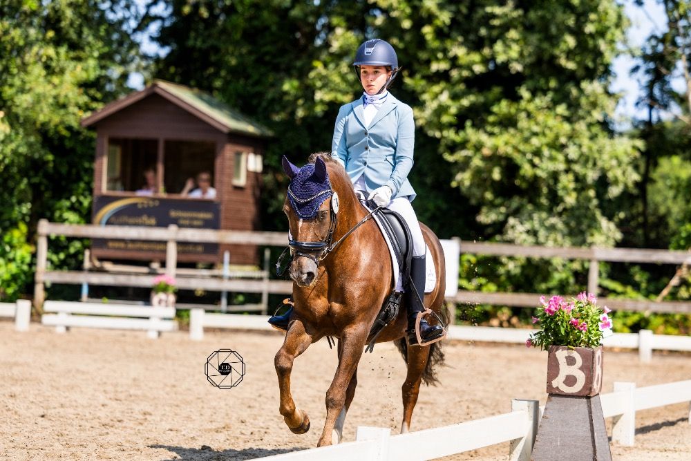 New Forest dressuurpony Ruin 13 Jahre alt Vos zu verkaufen - Foto 3