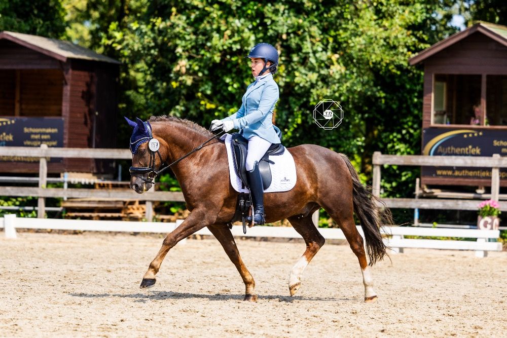 New Forest dressuurpony Ruin 13 Jahre alt Vos zu verkaufen - Foto 2