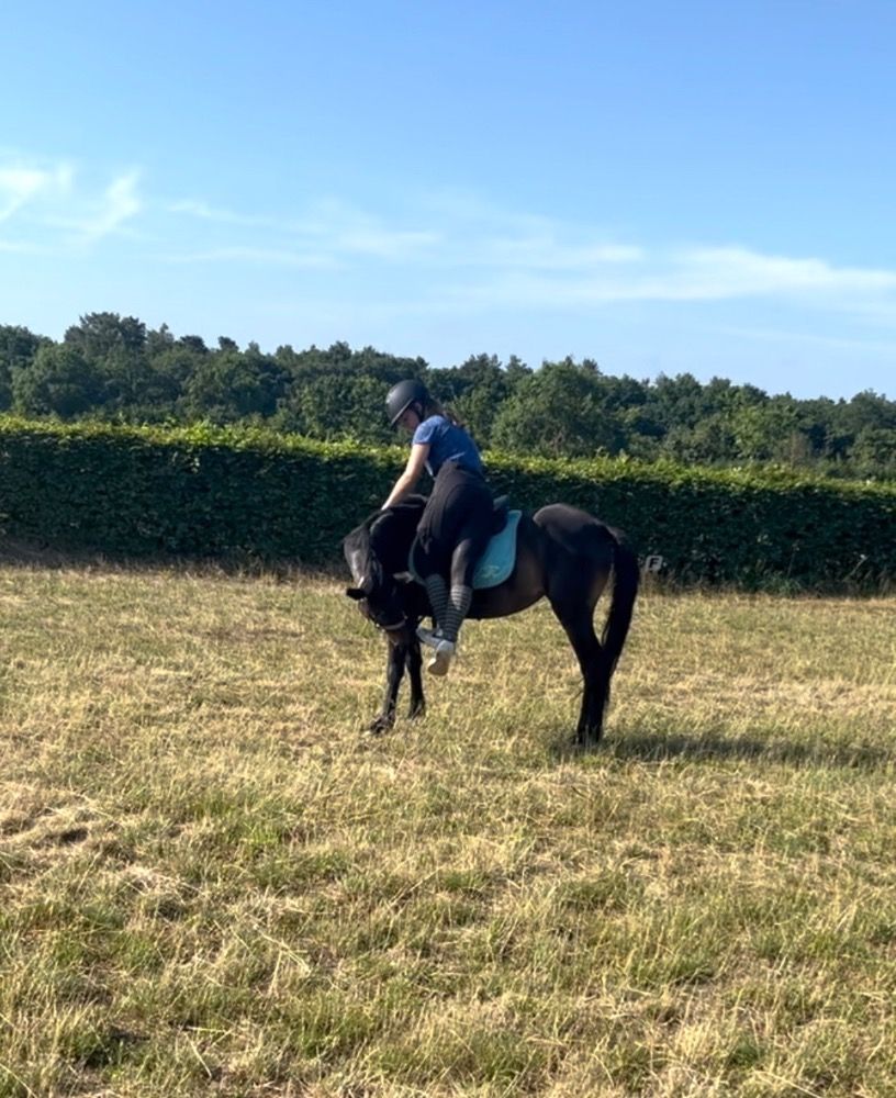 NRPS allround-pony Merrie 4 ani Donkerbruin de vânzare - Foto 5