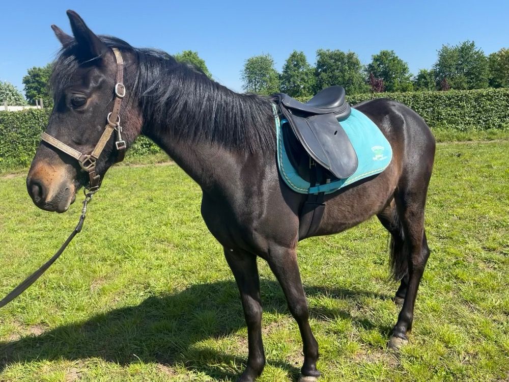 NRPS allround-pony Merrie 4 ani Donkerbruin de vânzare - Foto 4