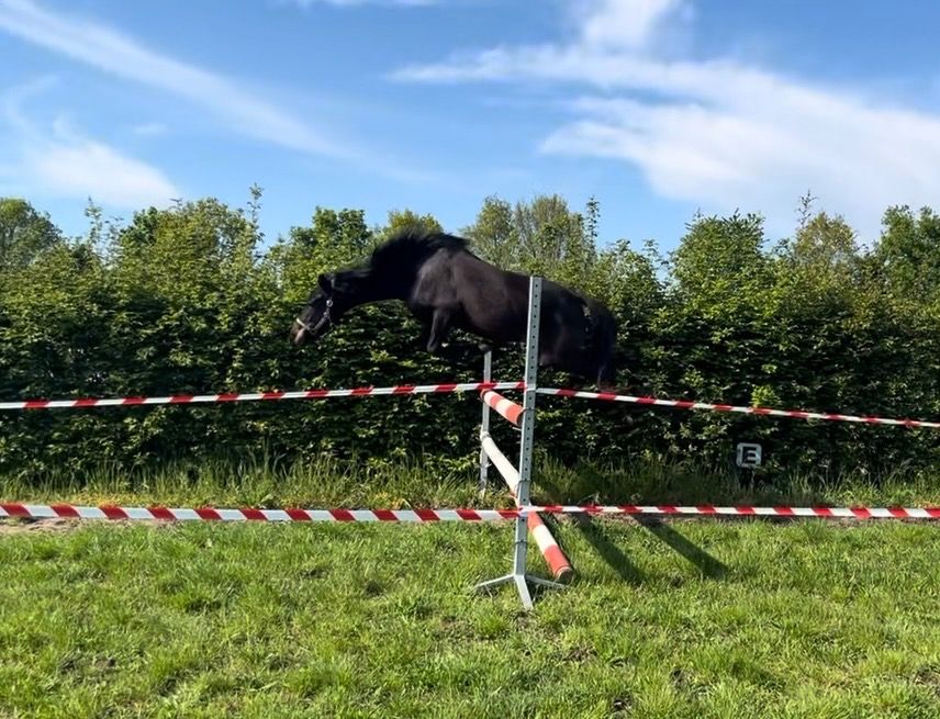 NRPS allround-pony Merrie 4 ani Donkerbruin de vânzare - Foto 2
