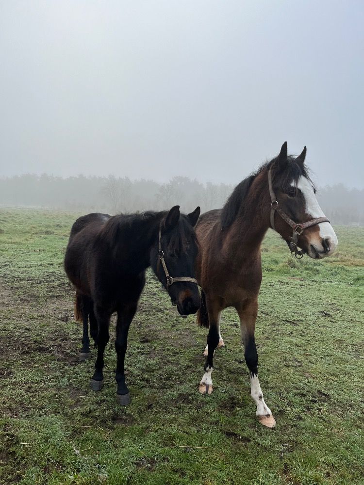 NRPS allround-pony Merrie 4 ani Donkerbruin de vânzare - Foto 6