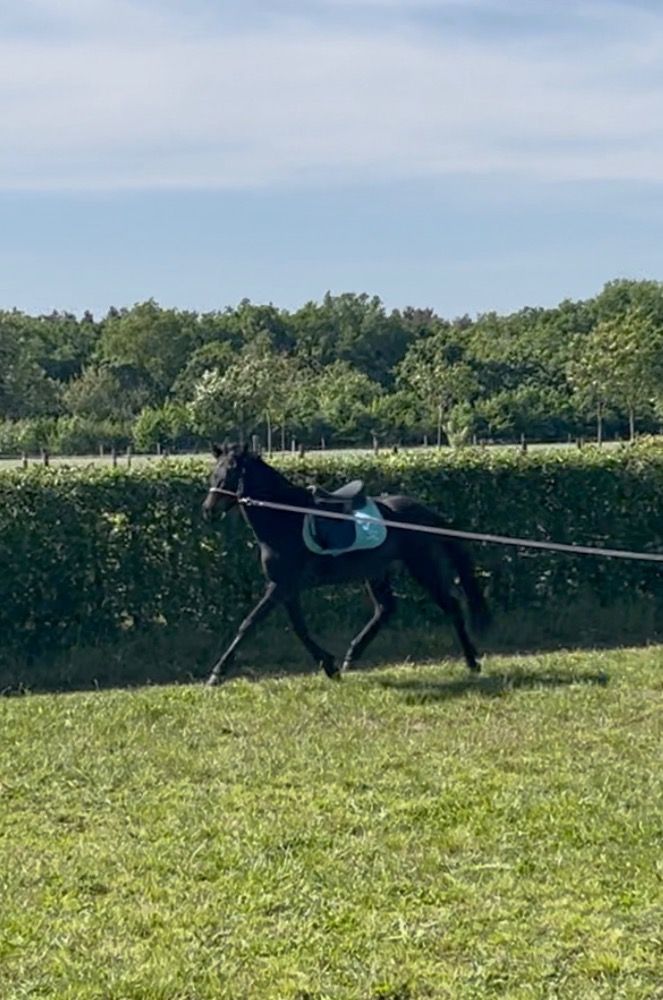 NRPS allround-pony Merrie 4 ani Donkerbruin de vânzare - Foto 3