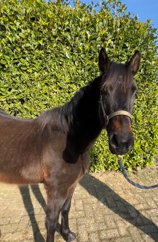Zukünftiges Springpony C/D