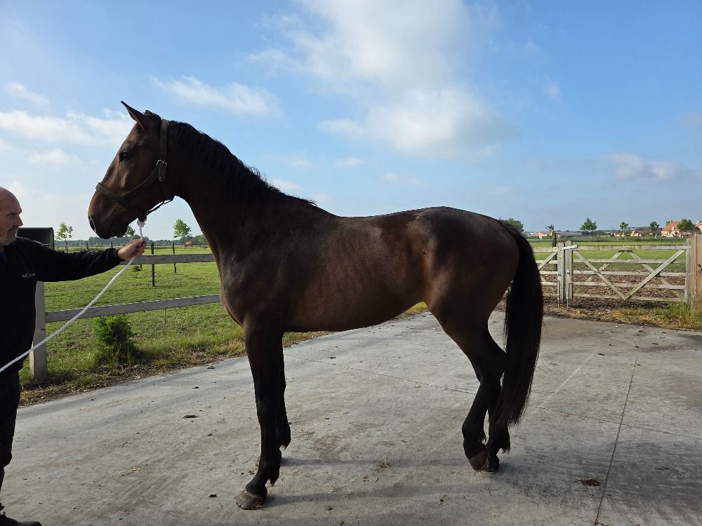 springpaard Ruin 4 jaar Bruin te koop - Hoofdfoto