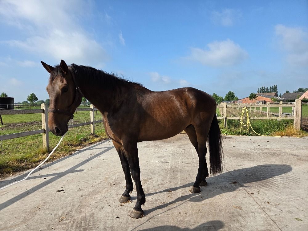 springpaard Ruin 4 jaar Bruin te koop - Foto 2