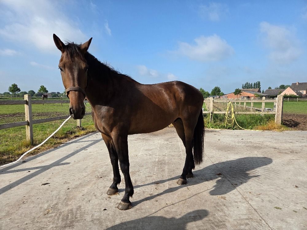 springpaard Ruin 4 jaar Bruin te koop - Foto 3