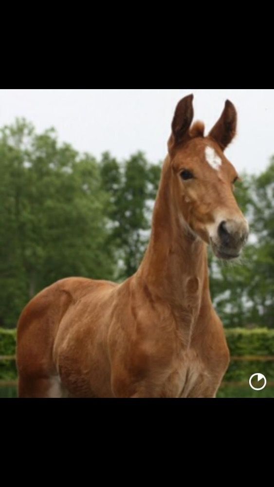 KWPN dressuurpaard Ruin 10 jaar Kastanje te koop - Foto 6