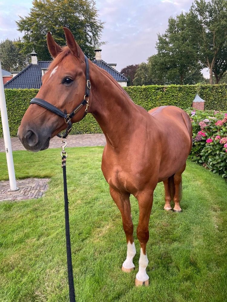 KWPN dressuurpaard Ruin 10 jaar Kastanje te koop - Foto 3