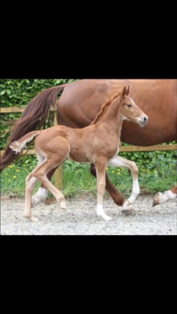 KWPN dressuurpaard Ruin 10 jaar Kastanje te koop - Foto 5