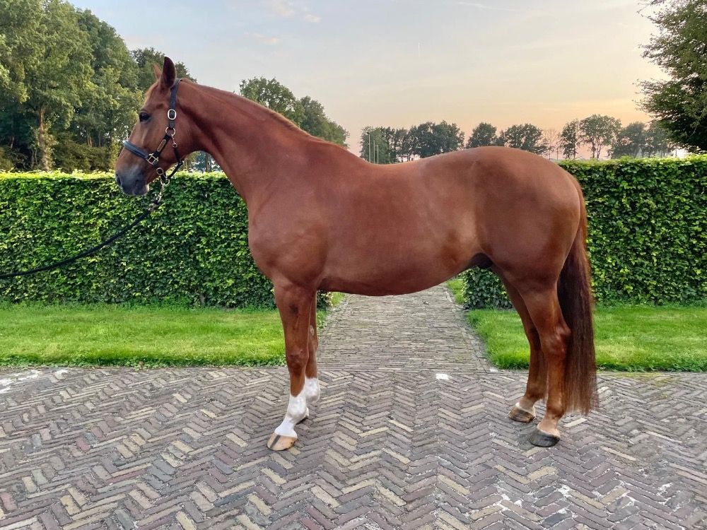 KWPN dressuurpaard Ruin 10 jaar Kastanje te koop - Foto 2