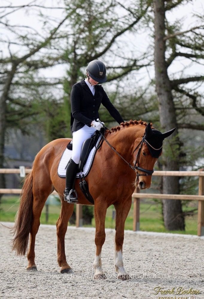 KWPN dressuurpaard Ruin 10 jaar Kastanje te koop - Hoofdfoto