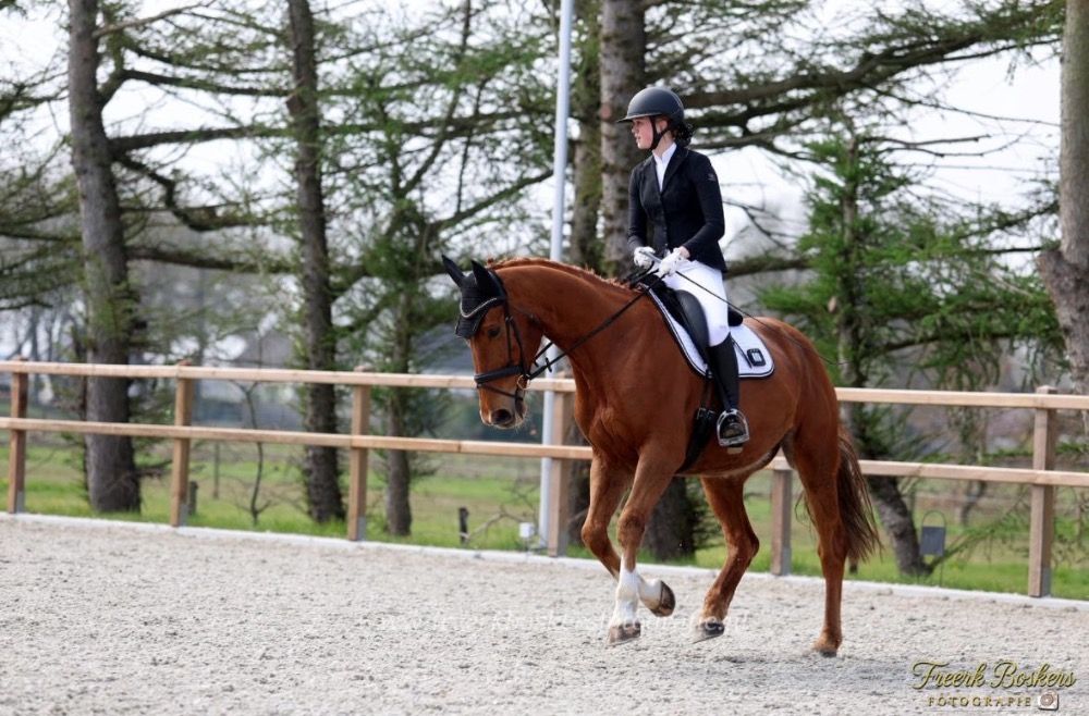 KWPN dressuurpaard Ruin 10 jaar Kastanje te koop - Foto 4