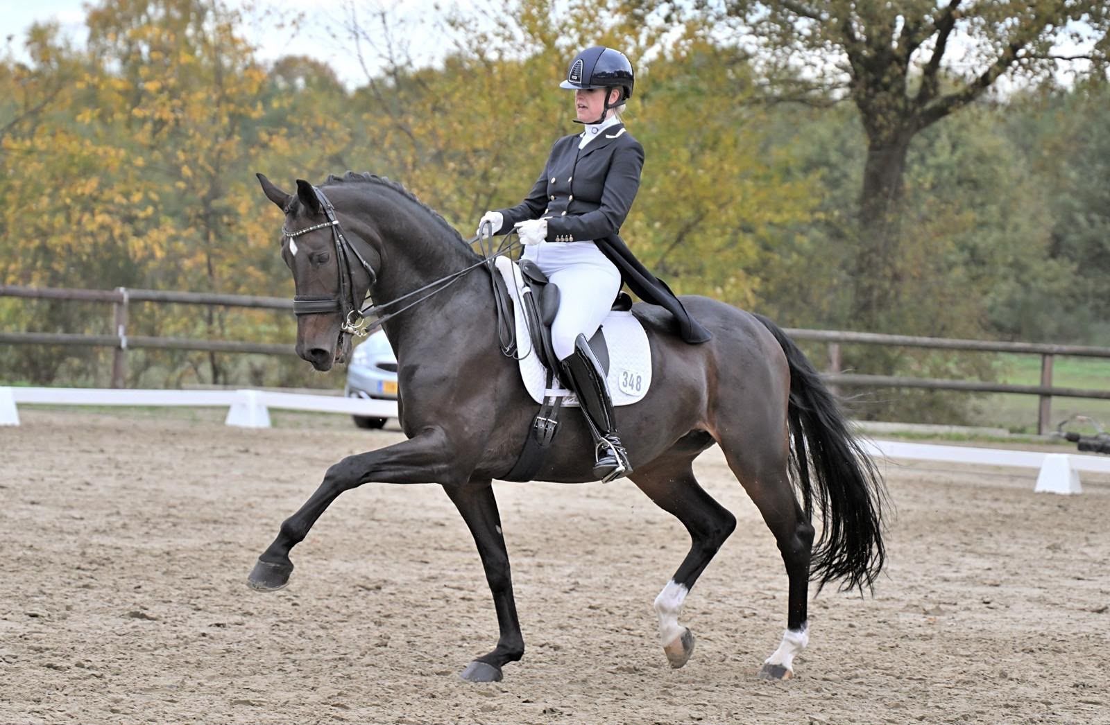 Broodmare and leisure mare, 15 years old