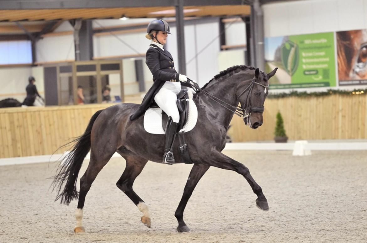 paard merrie 15 歳 売り出し中 - 写真 2