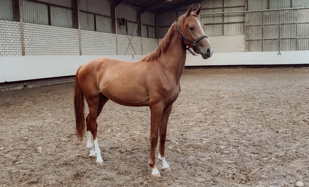 KWPN dressuurpaard Ruin 2 jaar Vos te koop - Hoofdfoto