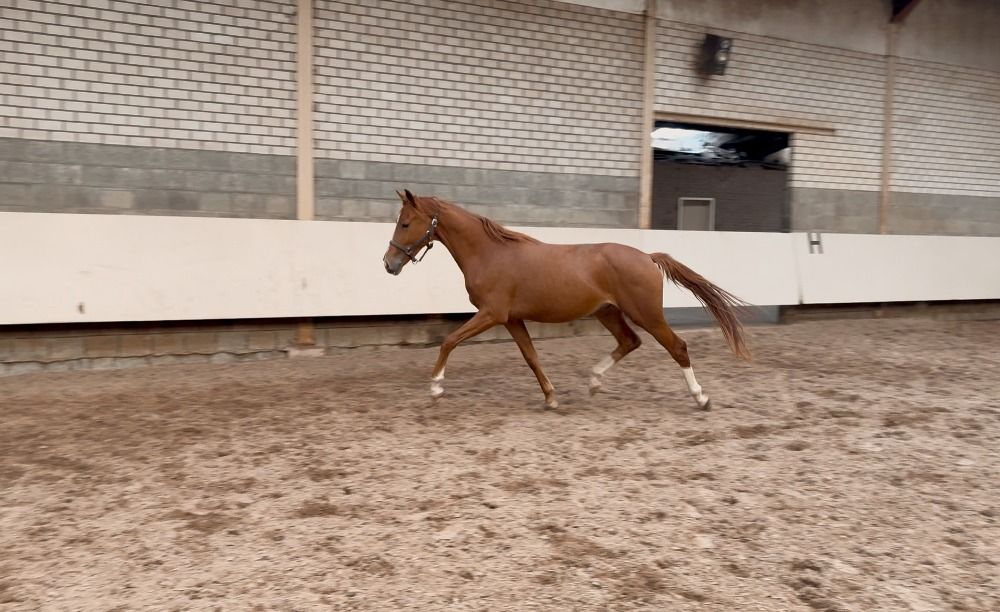 KWPN dressuurpaard Ruin 2 jaar Vos te koop - Foto 2