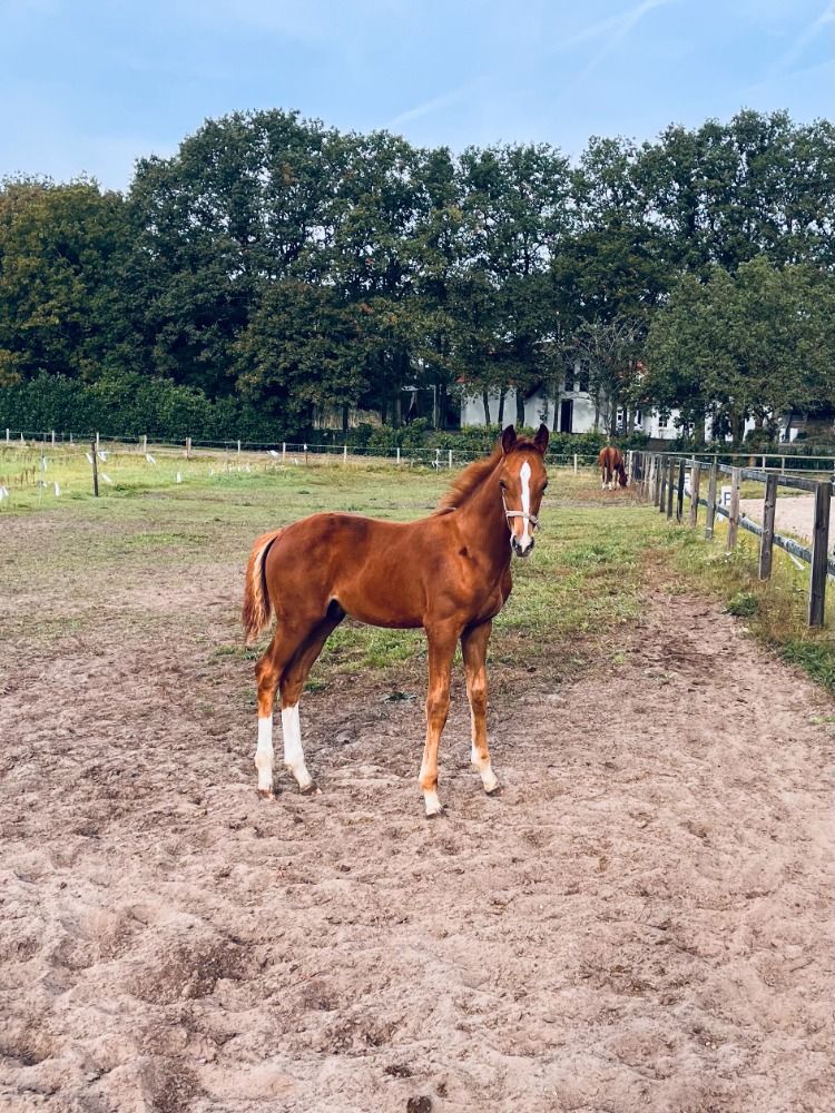 KWPN dressuurpaard Ruin 2 jaar Vos te koop - Foto 3