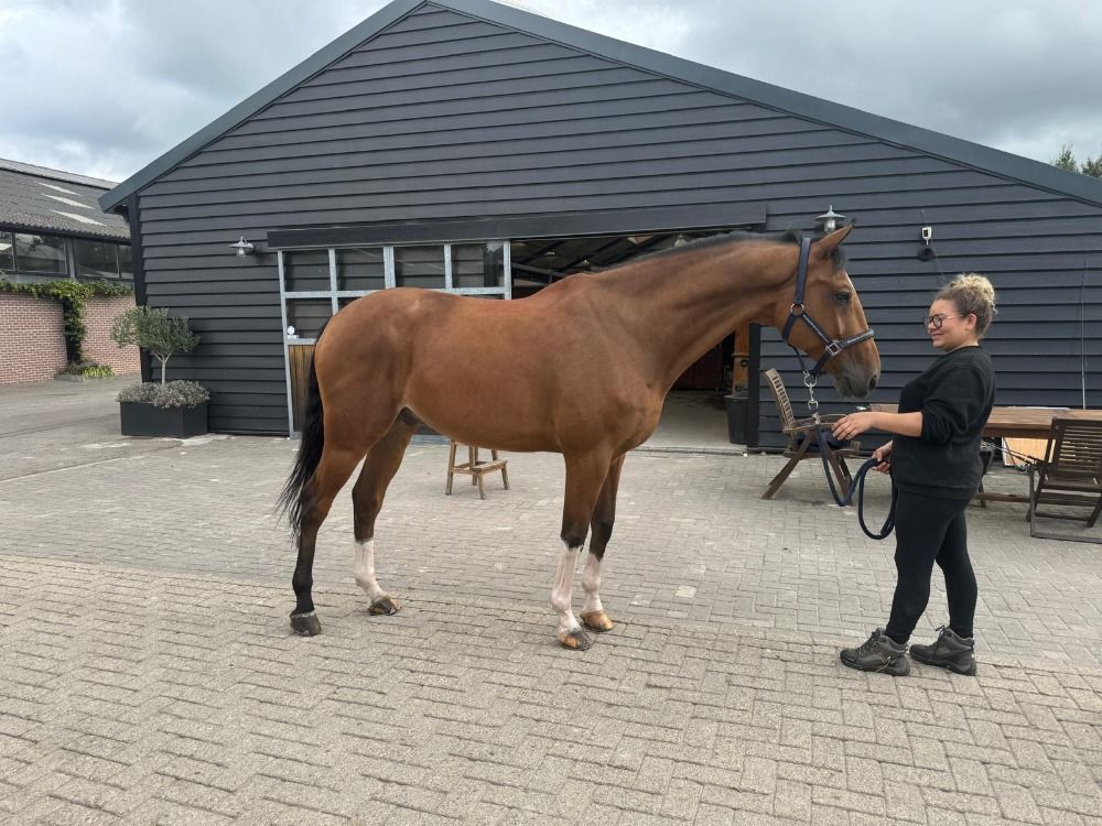 KWPN springpaard Ruin 10 jaar Bruin te koop - Foto 4