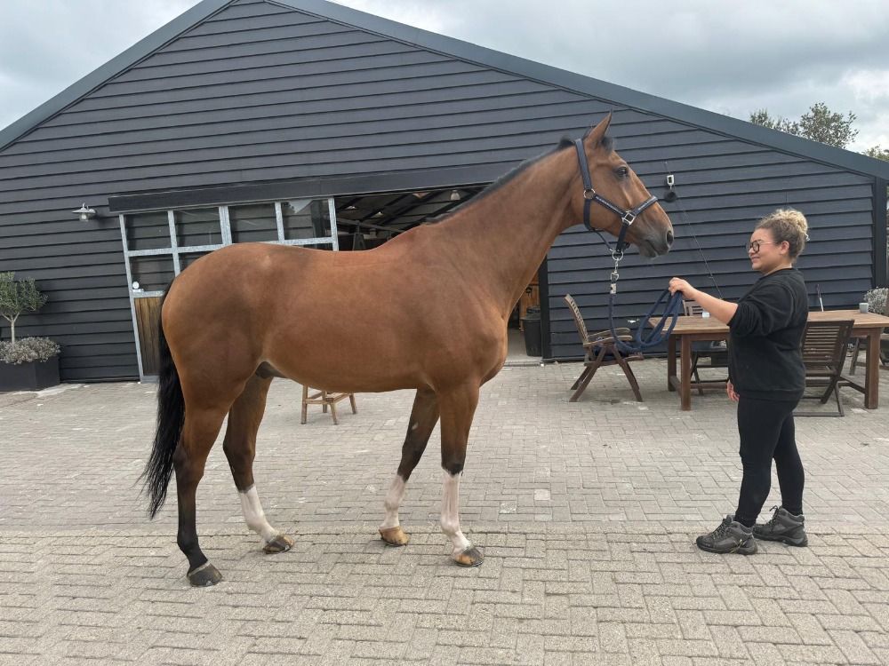 KWPN springpaard Ruin 10 jaar Bruin te koop - Foto 3