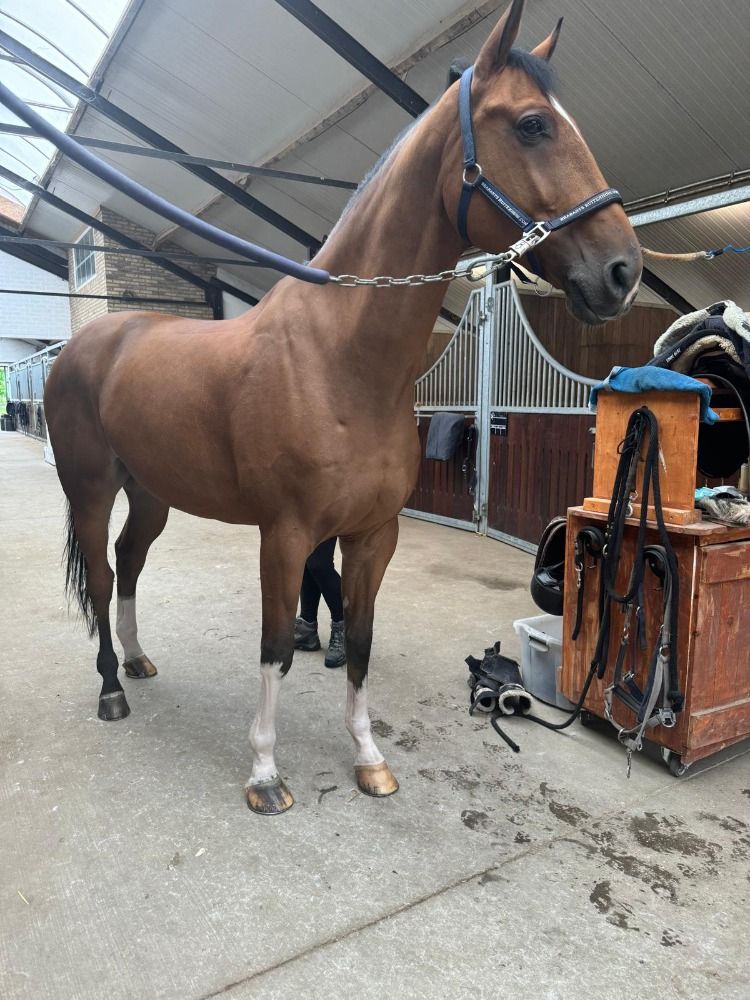 KWPN springpaard Ruin 10 jaar Bruin te koop - Foto 2