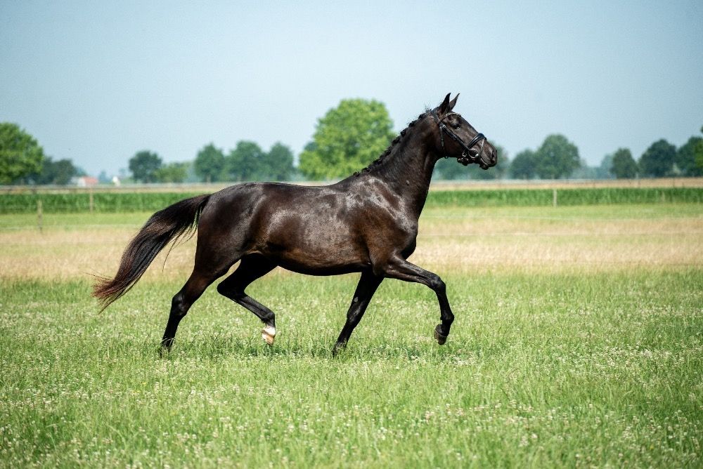 NRPS dressuurpaard Merrie 3 years old Donkerbruin for sale - Photo 3