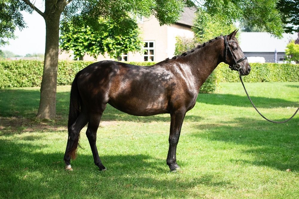 NRPS dressuurpaard Merrie 3 years old Donkerbruin for sale - Photo 6