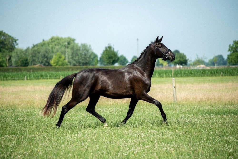 For sale: beautiful 3-year-old Fürst Dior mare