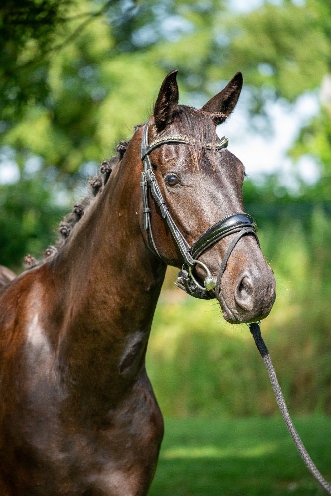 NRPS dressuurpaard Merrie 3 years old Donkerbruin for sale - Photo 4