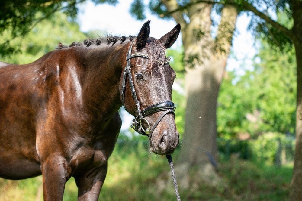 NRPS dressuurpaard Merrie 3 years old Donkerbruin for sale - Photo 5