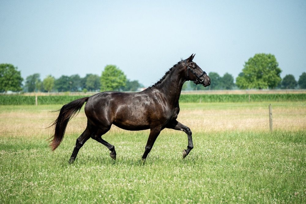 NRPS dressuurpaard Merrie 3 years old Donkerbruin for sale - Photo 2