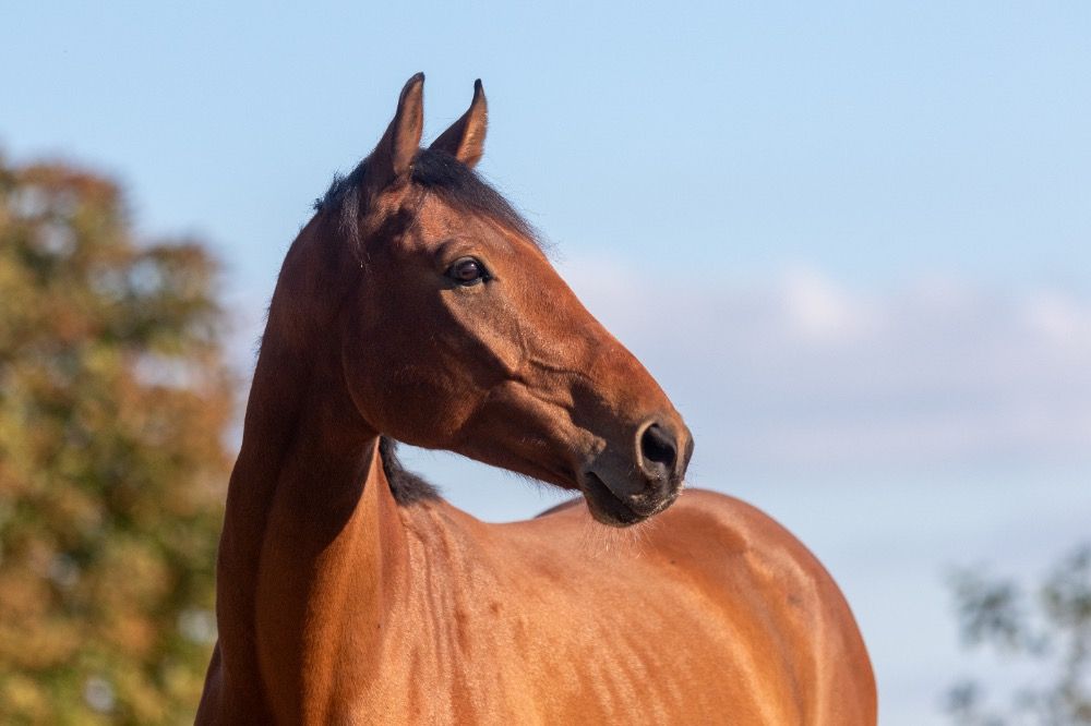 KWPN dressuurpaard Ruin 7 jaar Bruin te koop - Hoofdfoto