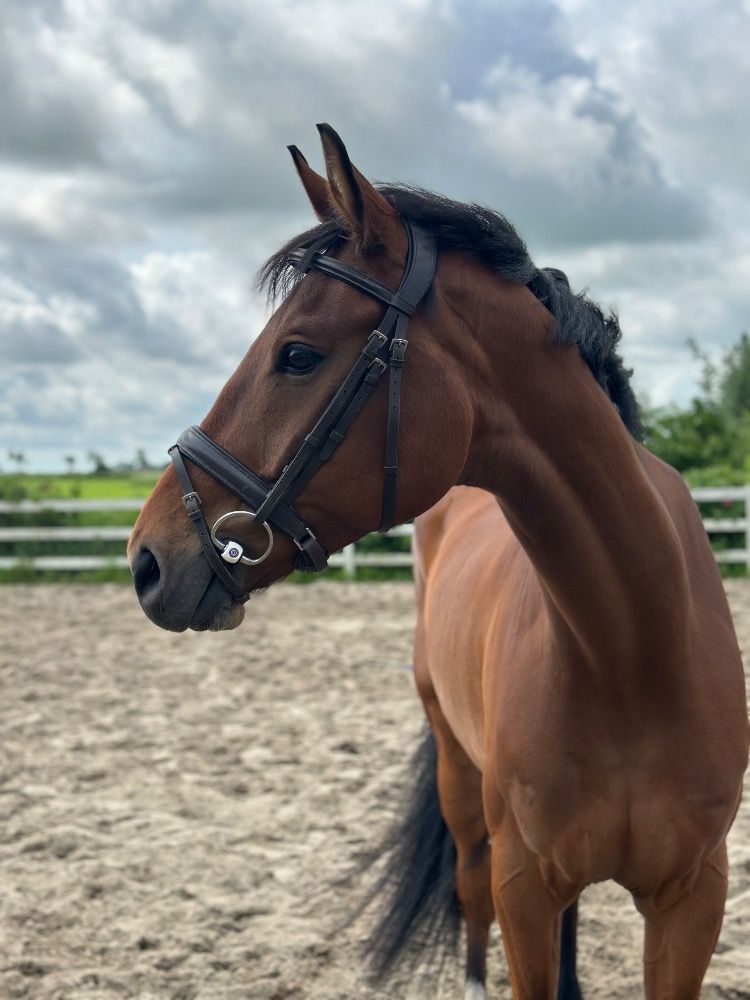 KWPN dressuurpaard Ruin 7 jaar Bruin te koop - Foto 2